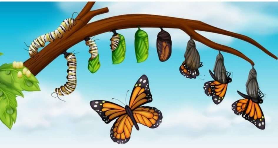 Životní cyklus motýla puzzle online z fotografie