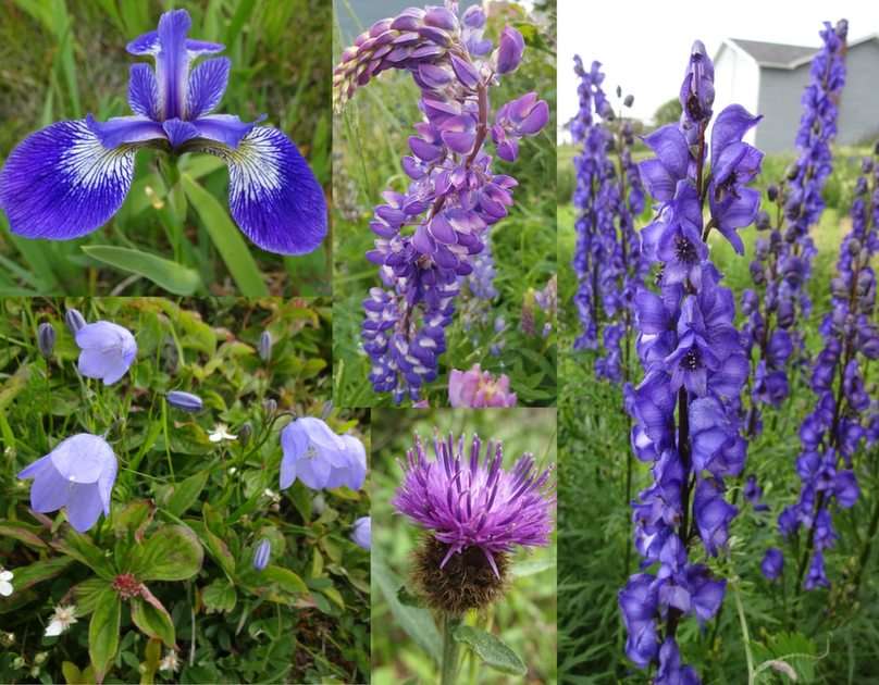 Полевые цветы Ньюфаундленда - синие онлайн-пазл