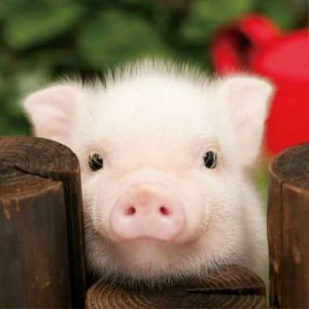 Piggy puzzle online da foto