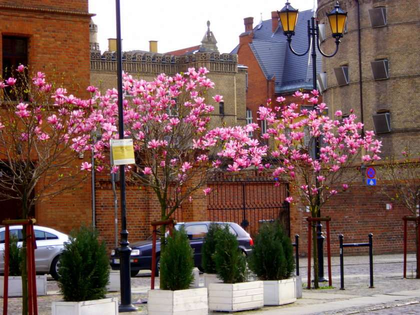 magnolias pussel online från foto