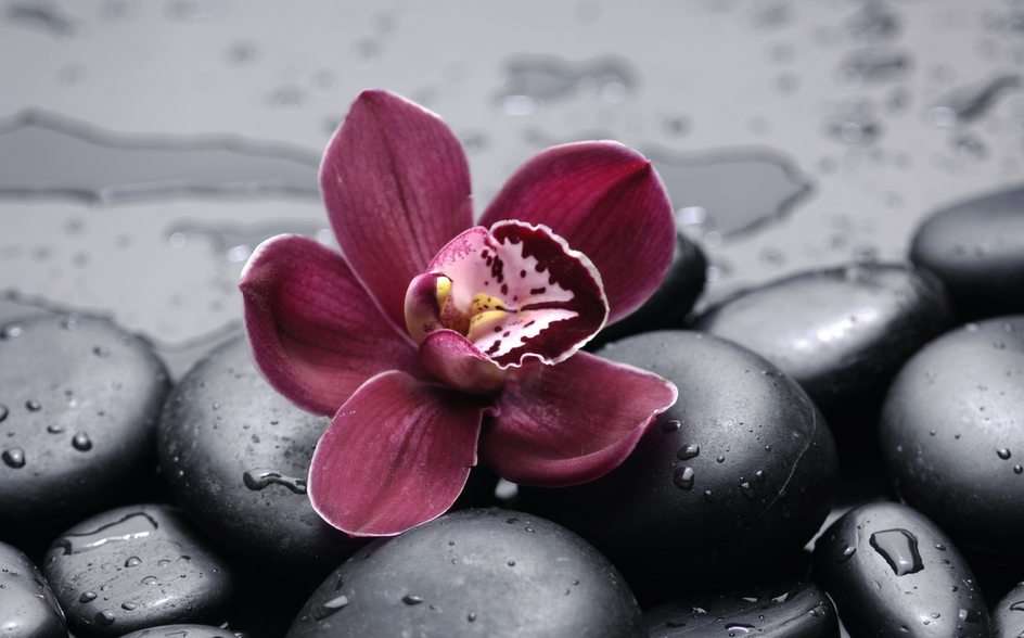 orchidea puzzle online da foto