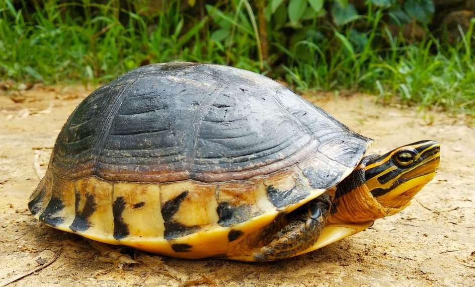 Quebra-cabeça de tartaruga puzzle online a partir de fotografia
