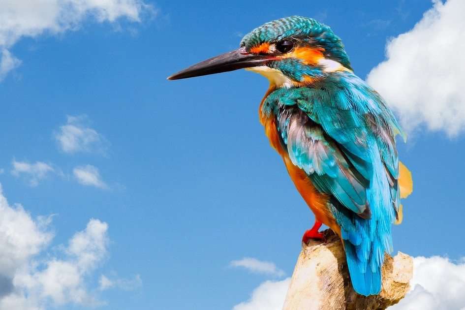 Kingfisher puzzle online