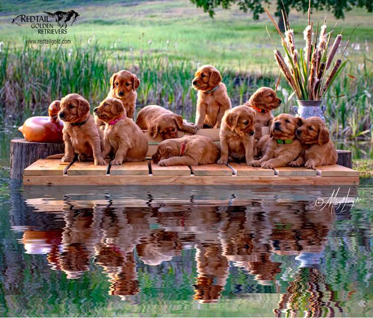 Redtail Golden Puppies on Dock puzzle online