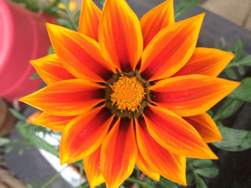λουλούδι του ήλιου online παζλ