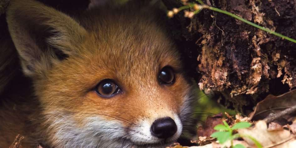 Baby Fox Puzzle Pussel online