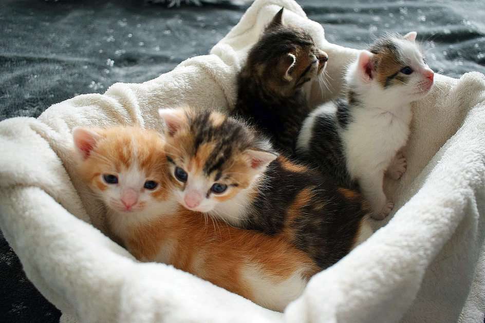 Kittens uit de garage online puzzel