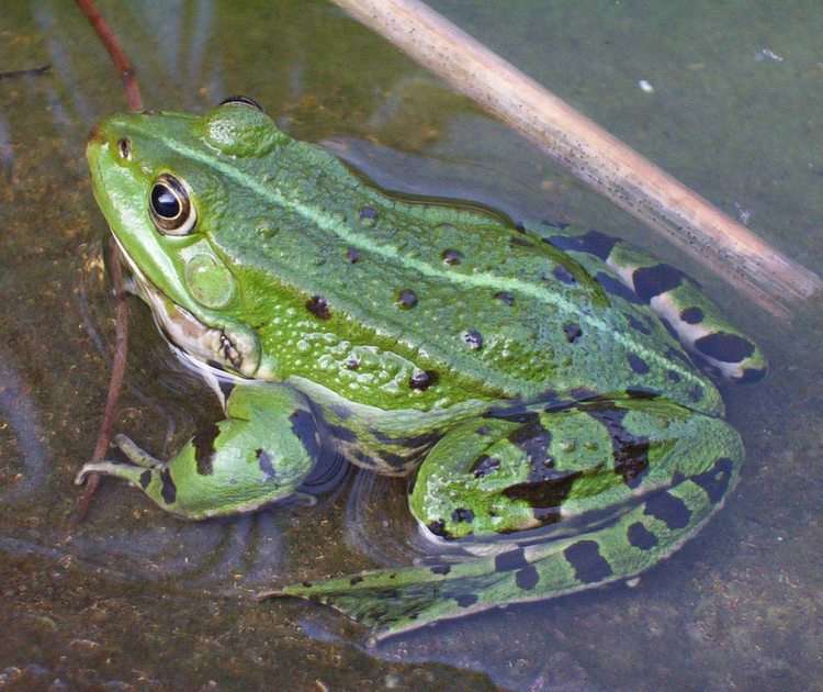 frog online puzzle