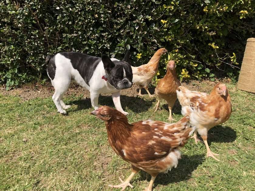Ο Λένι και τα κοτόπουλα του παζλ online από φωτογραφία