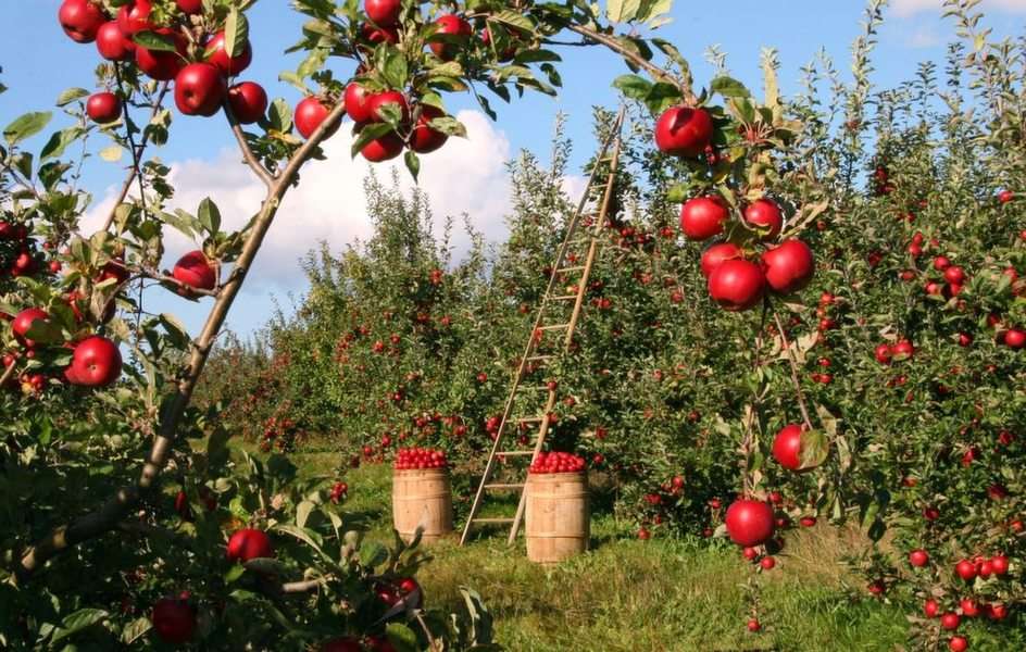 In the fruit orchard puzzle online from photo
