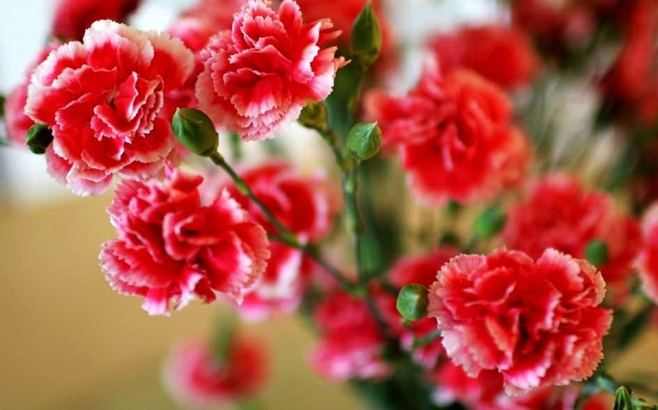 Carnation gift puzzle online from photo