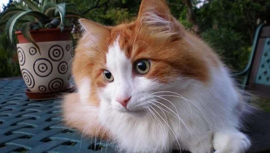 Pisica alb-roșie puzzle online din fotografie