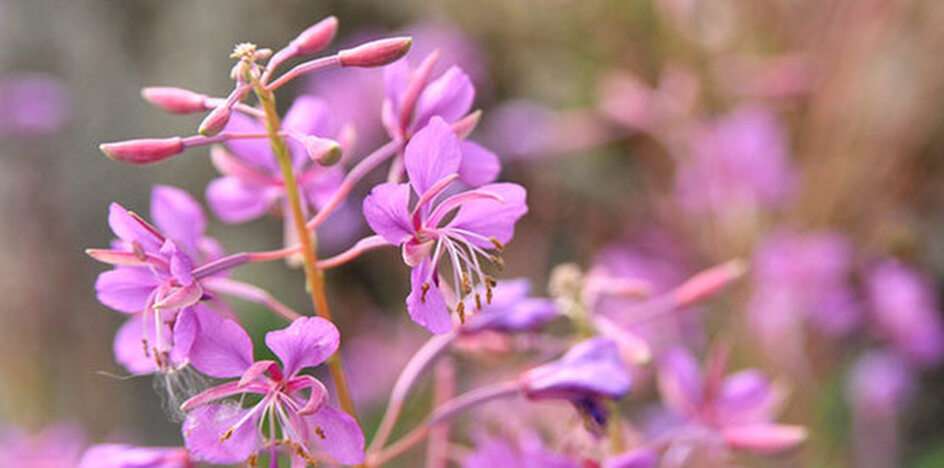 Rompecabezas de flores puzzle online a partir de foto