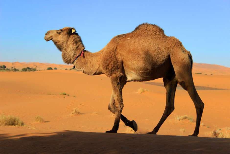 Camelo онлайн-пазл