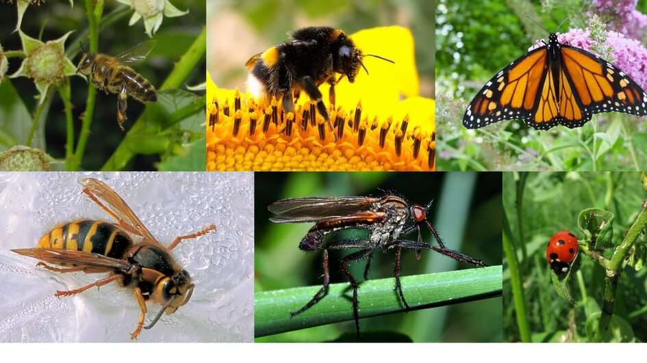 pollinators puzzle online from photo
