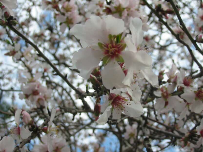 frutteto di primavera puzzle online da foto