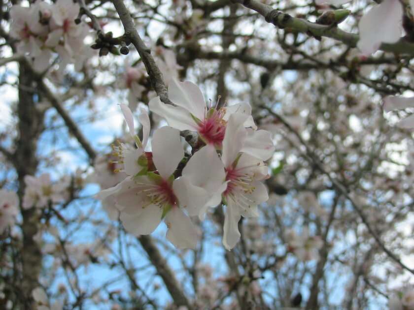 Árvore da primavera puzzle online