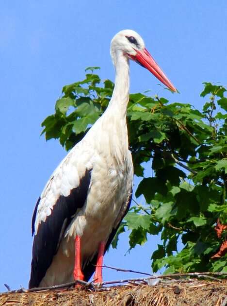 stork puzzle online from photo