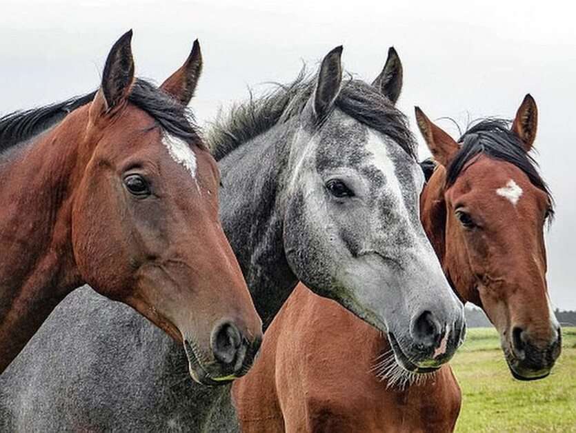 hästar Pussel online