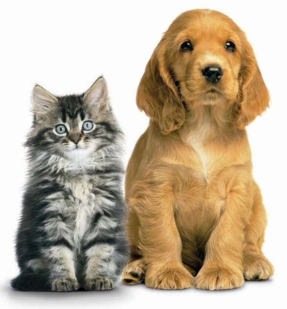 кіт і собака скласти пазл онлайн з фото