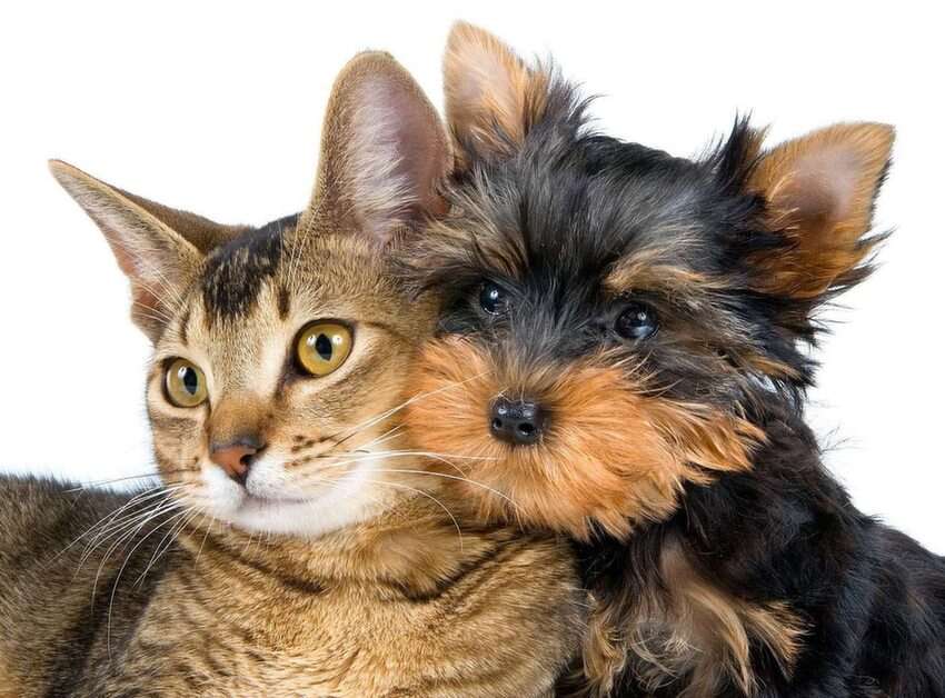 γάτα και σκύλος 2 online παζλ