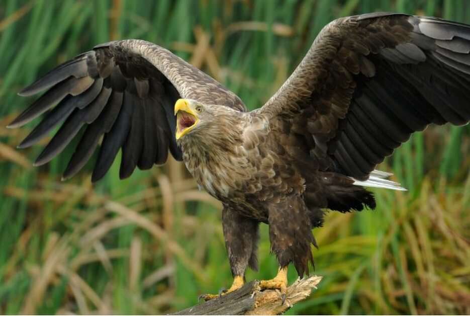eagle puzzle online from photo
