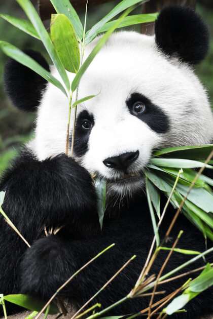 panda online puzzel