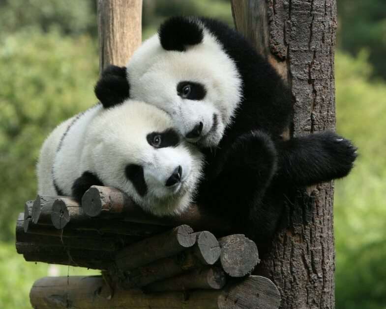 pandas puzzle online a partir de fotografia
