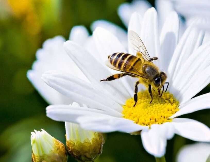 μέλισσα online παζλ