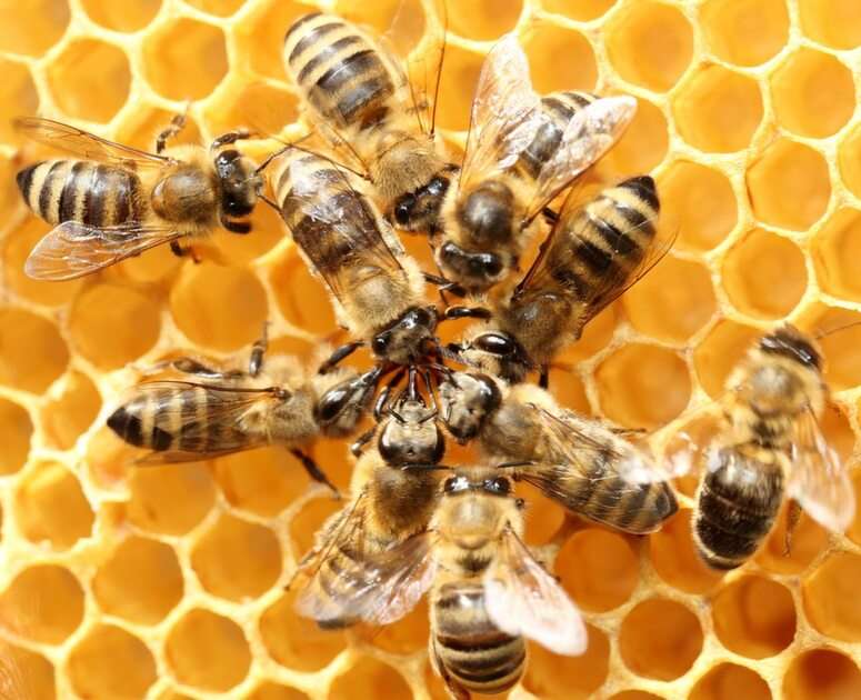 Пчела пазл из фотографии