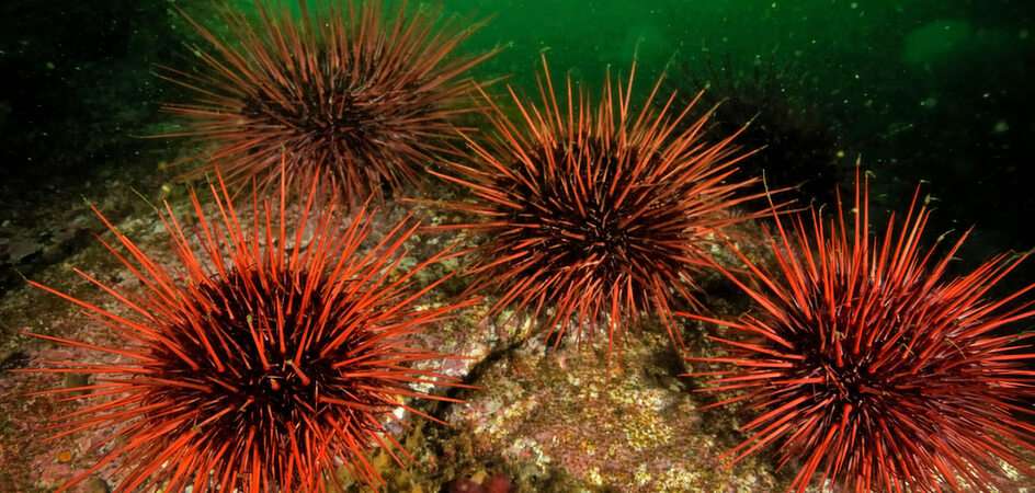 Sea urchin online puzzle