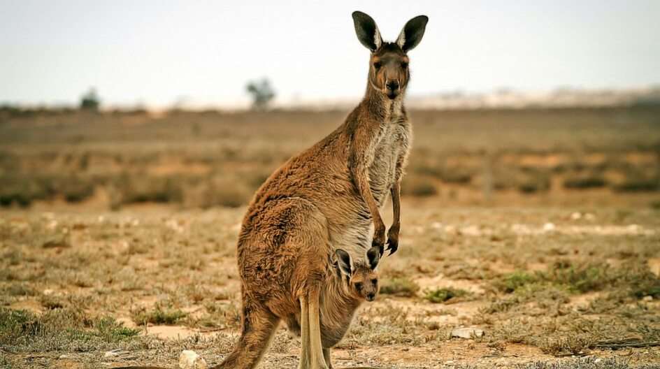 Kangaro puzzel online van foto