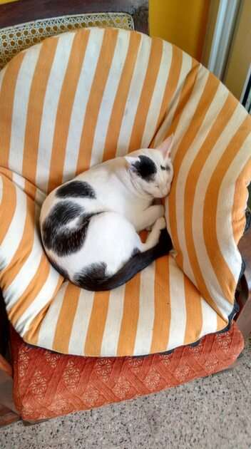 кошка спит на стуле онлайн-пазл