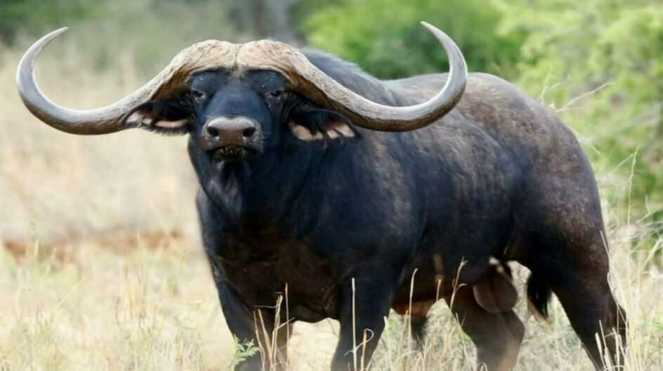 O búfalo puzzle online a partir de fotografia
