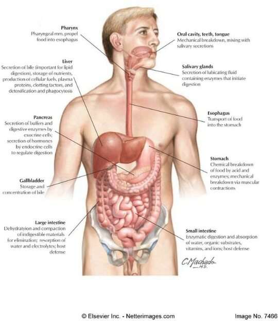 Digestive System puzzle online from photo