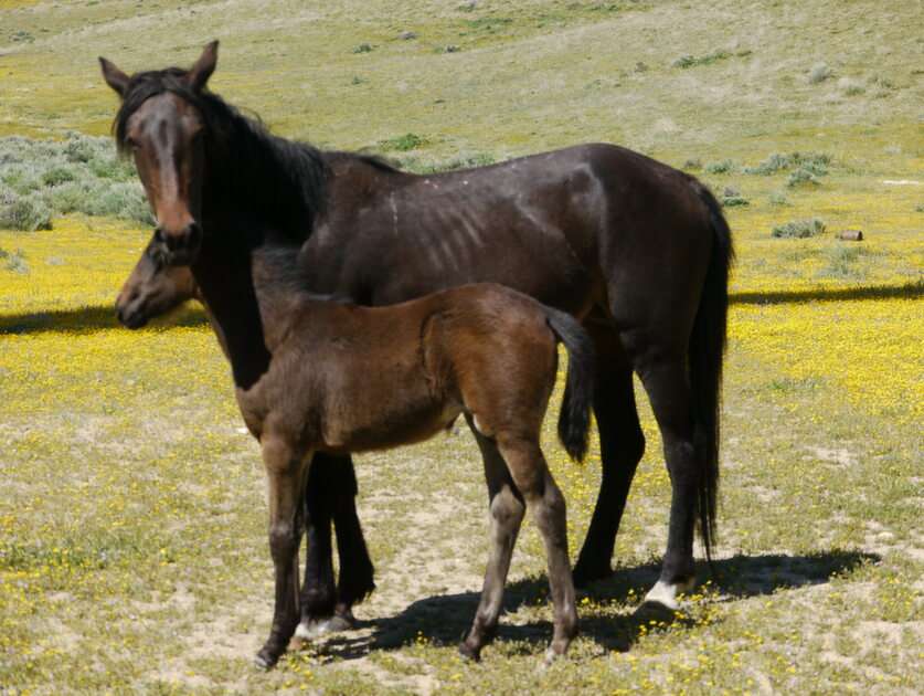 Oak Creek Mare and Foal puzzle online from photo