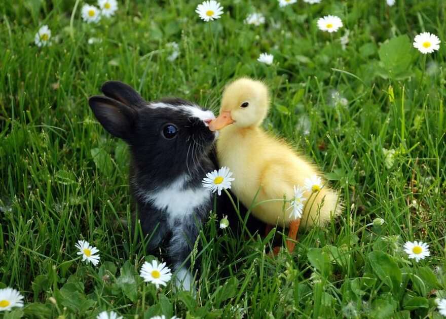 bunny duck online puzzle