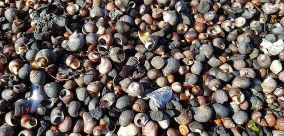 shells online puzzle