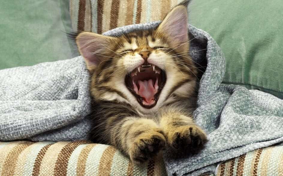 yawn cat puzzle online from photo