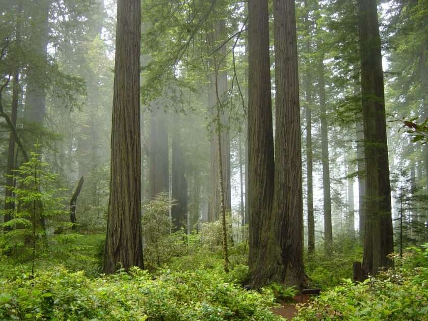 Redwoods puzzle online from photo