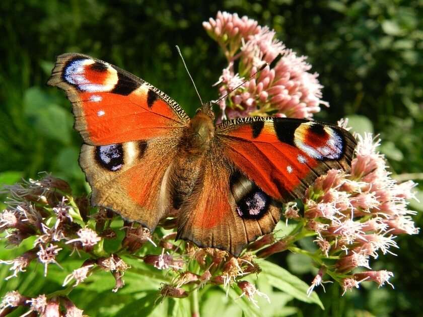 Schmetterlinge Online-Puzzle vom Foto