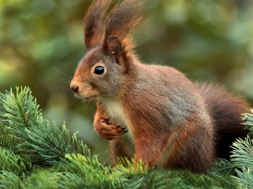 Eichhörnchen puzzel online van foto