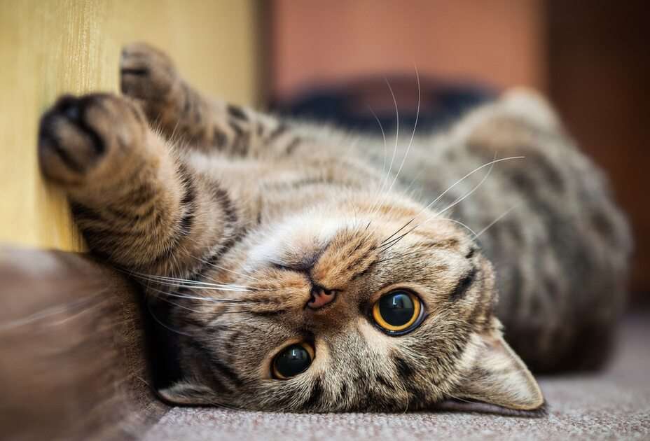 Schattige kat puzzel online van foto