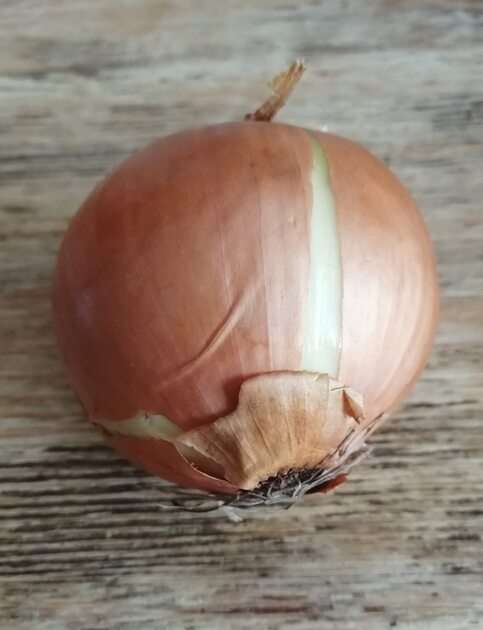 onion puzzle online from photo