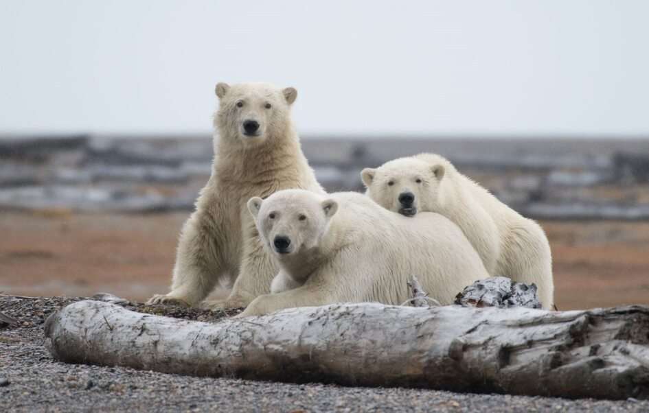 αρκούδες παζλ online από φωτογραφία