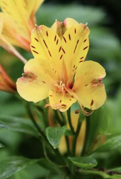 Blomma pussel online från foto
