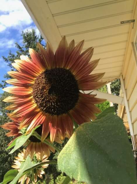 Sunflower puzzle online from photo