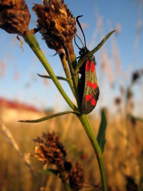 Natura, insectă, Kraśnik puzzle online