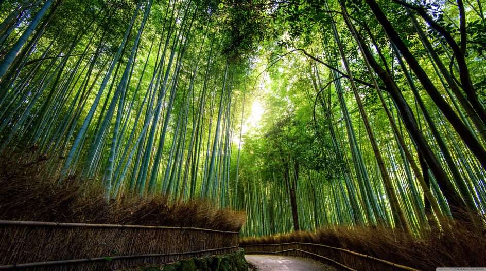 Bamboe puzzel online van foto