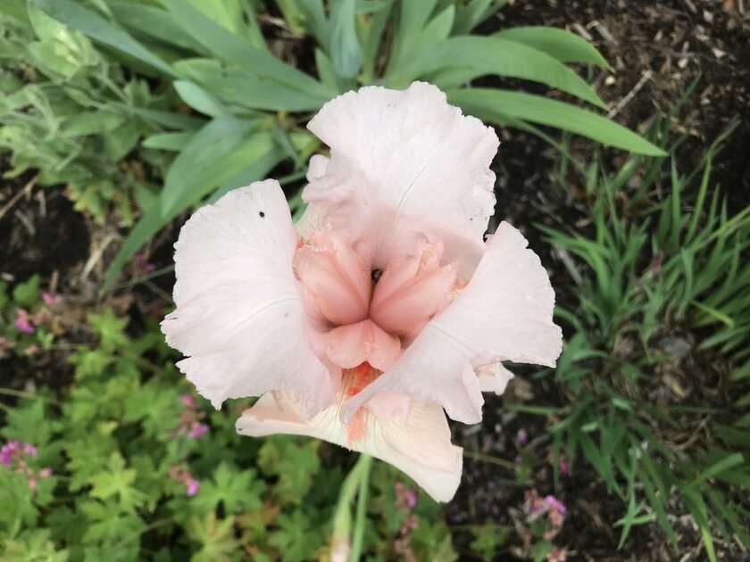 Pink white iris puzzle online from photo